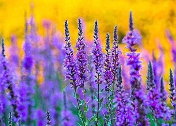 《Total Chaos》Steam试玩发布 生存射击FPS